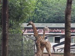 -大连森林动物园