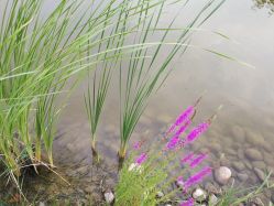 -圣露庄园·草坪婚礼·宴会厅·会议