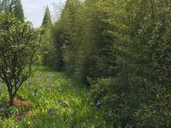 -黄海国家森林公园