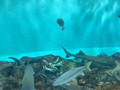 -太平洋海底世界