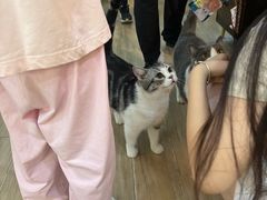 -李小姐の猫咖啡馆(五角场店)