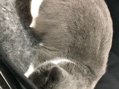 -宠福鑫康馨动物医院·骨科·眼科