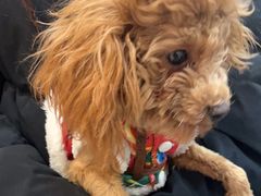 -帕帕拉兹宠物(亚洲旗舰店)