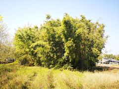 -苏家围·东江画廊旅游景区