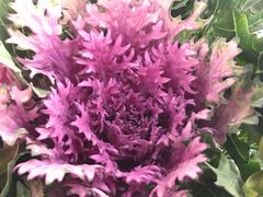 -美联英语(绿宝中心)