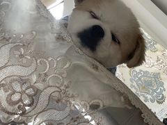 -芭比堂动物医院广州顽皮分院