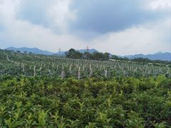 -北京张裕爱斐堡酒庄