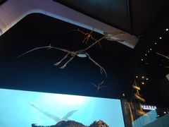 -贝林大翅鲸简餐厅(国家海洋博物馆店)