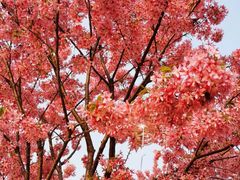 -洪湖生态旅游区