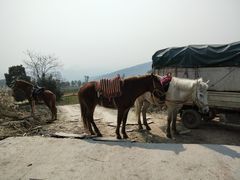 -铁山坪森林公园