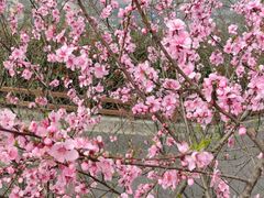 -杭州半山国家森林公园