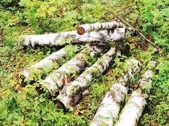 -峡谷浮石林景区