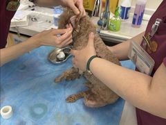 -美联众合动物医院·24h京西诊疗中心