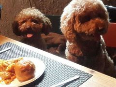 -百好乐宠物友好餐厅(朝外大街店)