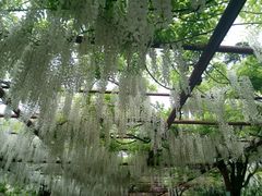 -嘉定紫藤园