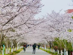 -高东镇樱花园