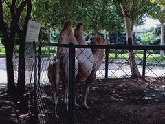 -长白岛森林公园