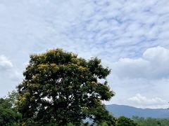 -中国科学院西双版纳热带植物园