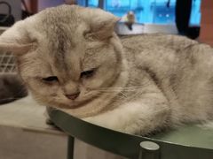 -猫儿山۰猫主题餐厅