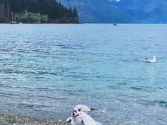 -Patagonia Chocolates(皇后镇店)