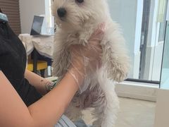 -翊宠yipet猫狗购宠庄园