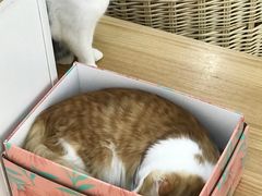-李小姐の猫咖啡馆(五角场店)