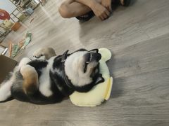 -柴迷FANS CLUB·柴犬狗咖·猫咖