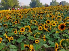 -长白岛森林公园