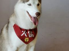 -Husky Go! 哈士奇体验馆·宠物咖啡厅狗咖