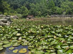 -铁山坪森林公园