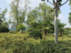 -天鹅湖体育公园