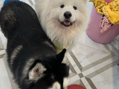 -星多哈·狗咖·拼豆·咖啡