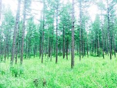 -塞罕坝国家级自然保护区