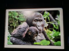 -罗红摄影艺术馆