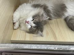 -momokira米努特·德文卷毛猫·棉花面纱犬