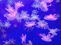 -江和美海洋公园