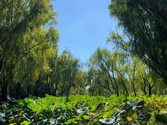 -洛阳市隋唐城遗址植物园