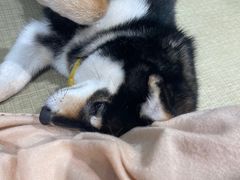 -逗柴咖啡屋·狗咖猫咖宠物桌游