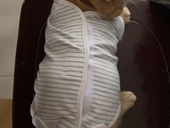 -灵美宠物诊所