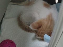 -艾贝尔宠物医院·狂犬免疫点(江山金象城店)