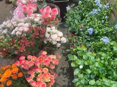 -循礼门鲜花花市(武汉循礼门店)