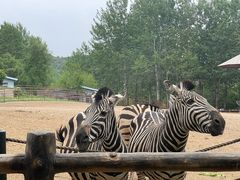 -大连森林动物园