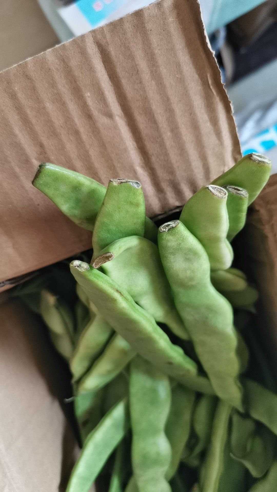 这有豆角是不是快烂了,该不该退货