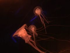 -暹罗海洋世界