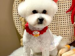 -萌宠之家·腊肠犬·马尔泰·小体犬舍