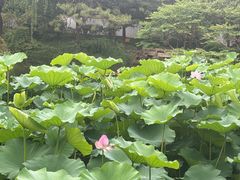 -秋霞圃