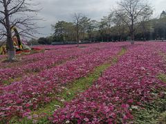 -海珠湖公园
