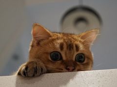 -东方名猫馆·英短金渐层布偶猫舍(环线广场1号楼店)