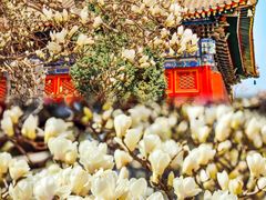 -北京艺术博物馆(万寿寺)
