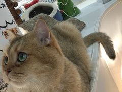 -COLOR PETS 撸猫馆·购猫·猫咖(长风大悦城店)